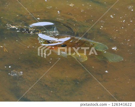 The shadow of a bluegill fish approaching the water surface 126341622
