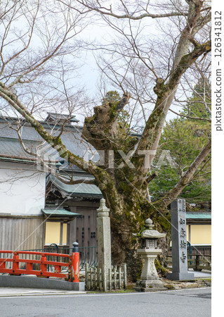和歌山縣高野山如意輪寺的老櫸樹 126341812