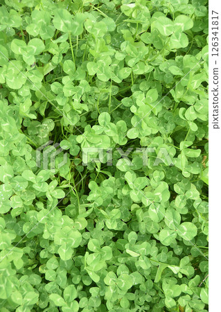 Crowbar group 126341817