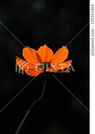 Orange yellow cosmos flower close up 126341864