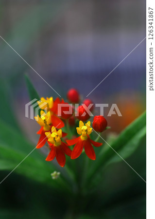 色彩繽紛的乳草花如童話般綻放 色彩繽紛的乳草花如童話般綻放 126341867