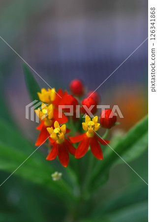 鮮豔的乳草花 126341868