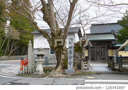 Old Zelkova tree at Nyoirinji Temple, Mount Koya, Wakayama Prefecture 126341897