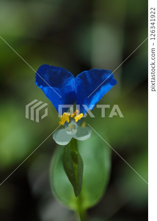 藍胡蘿蔔 126341922