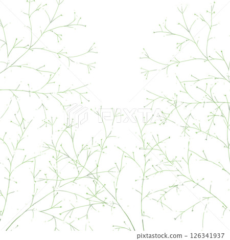 Gypsophila filling the screen Gypsophila filling the screen 126341937