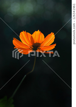 Close-up shot of orange cosmos flowers Close-up shot of orange cosmos flowers 126341961