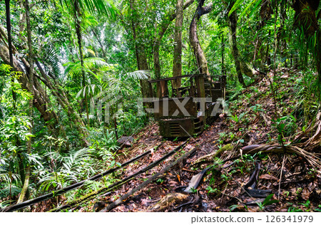 An old rusted locomotive sits abandoned and partially reclaimed by dense tropical jungle in Palau on Babeldaob Island, surrounded by ferns, palms, and damp forest floor in a humid and remote setting 126341979