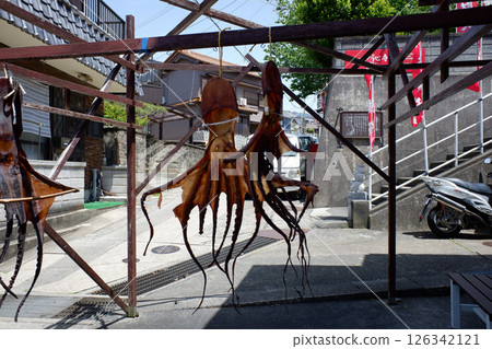 愛知縣日間賀島幹章魚 126342121