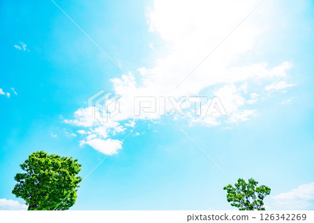 Blue sky, clouds and grove Blue sky, clouds and grove 126342269