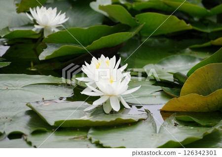 White water lily White water lily 126342301