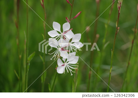 White flower White flower 126342306