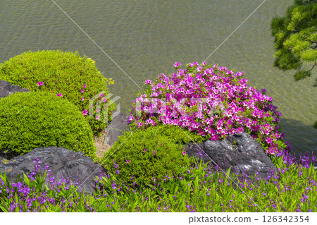 萬博紀念公園真嗣池附近盛開的杜鵑花 126342354