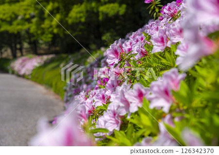 萬博紀念公園杜鵑丘 126342370