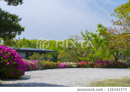 萬博紀念公園杜鵑丘 126342373