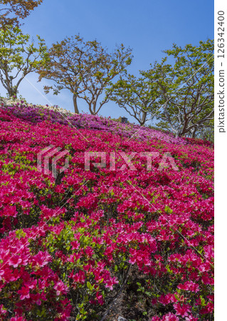 萬博紀念公園杜鵑丘 126342400