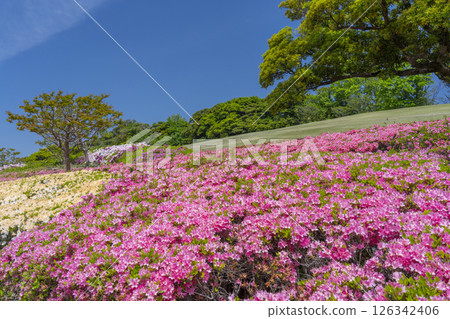 萬博紀念公園杜鵑丘 126342406