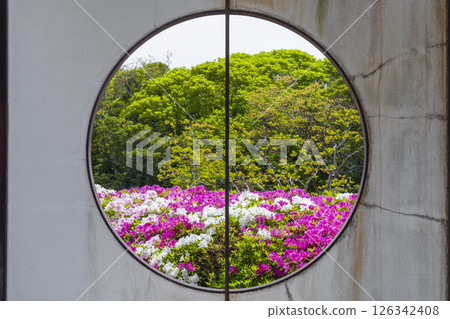 萬博紀念公園杜鵑丘：透過圓形窗戶可以看到盛開的杜鵑花 126342408