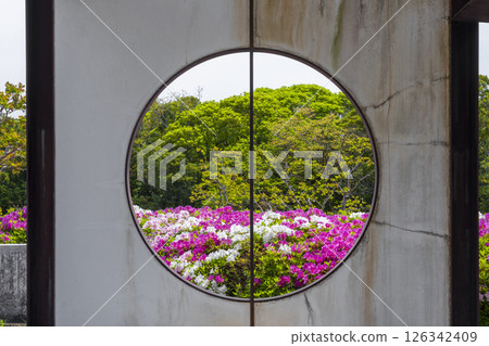 萬博紀念公園杜鵑丘：透過圓形窗戶可以看到盛開的杜鵑花 126342409