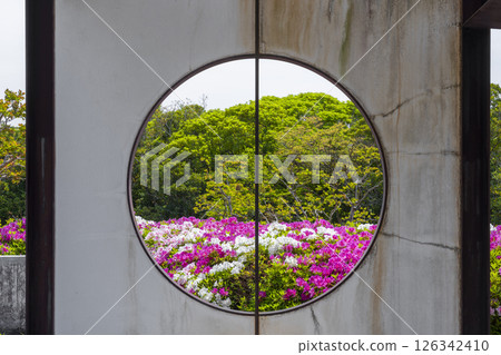 Expo Memorial Park Tsutsujigaoka: Azaleas in full bloom seen through a round window 126342410