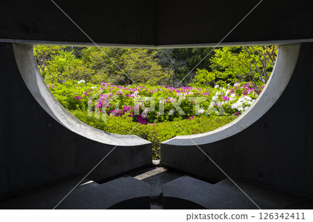 萬博紀念公園杜鵑丘：透過縫隙可見盛開的杜鵑花 126342411