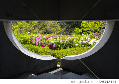 萬博紀念公園杜鵑丘：透過縫隙可見盛開的杜鵑花 126342414