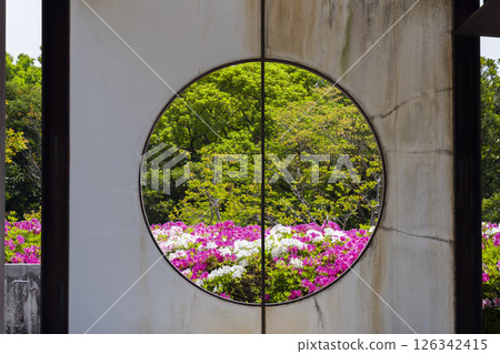 Expo Memorial Park Tsutsujigaoka: Azaleas in full bloom seen through a round window 126342415