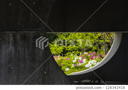 Expo Memorial Park Tsutsujigaoka: Azaleas in full bloom visible through the gaps Expo Memorial Park Tsutsujigaoka: Azaleas in full bloom visible through the gaps 126342416