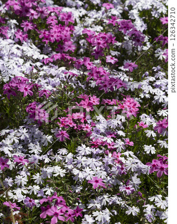 公園裡盛開的苔蘚福祿考 公園裡盛開的苔蘚福祿考 126342710