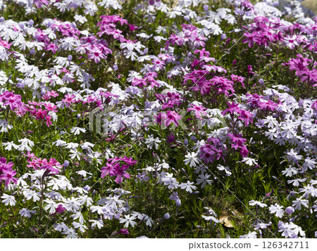 公園裡盛開的苔蘚福祿考 126342711