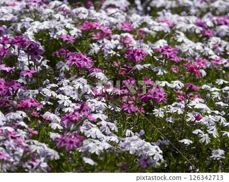 公園裡盛開的苔蘚福祿考 公園裡盛開的苔蘚福祿考 126342713