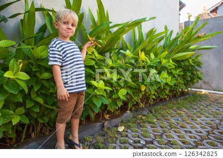 Young boy standing in a lush tropical garden, curiously observing plants. Capturing childhood exploration, happy family vacation Young boy standing in a lush tropical garden, curiously observing plants. Capturing childhood exploration, happy family vacation 126342825