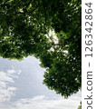 Komorebi 126342864