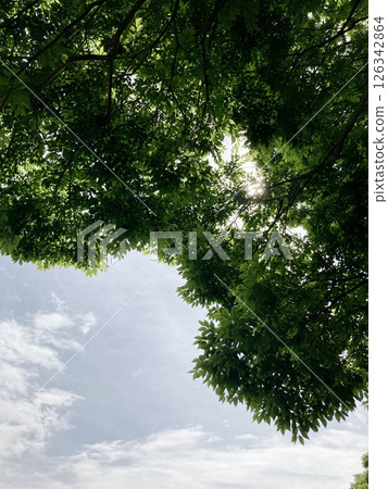 Sunbeams Sunbeams 126342864