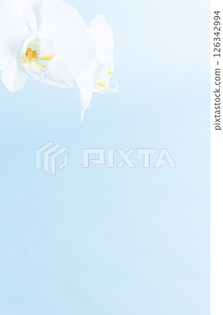 Mourning postcard Phalaenopsis flower background Mourning postcard Phalaenopsis flower background 126342994