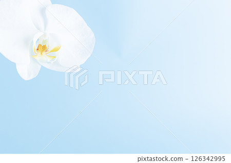 哀悼明信片蝴蝶蘭花卉背景 哀悼明信片蝴蝶蘭花卉背景 126342995