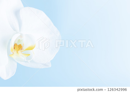 哀悼明信片蝴蝶蘭花卉背景 哀悼明信片蝴蝶蘭花卉背景 126342996