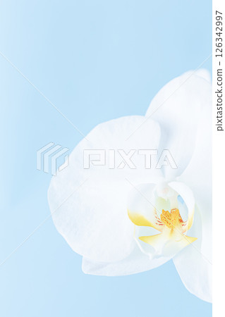 Mourning postcard Phalaenopsis flower background Mourning postcard Phalaenopsis flower background 126342997