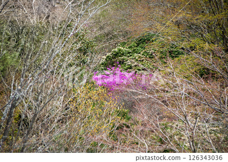 Mitsuba azalea blooming on the mountain slope 126343036