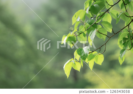 Beautiful new green leaves with veins showing through the sunlight 126343038