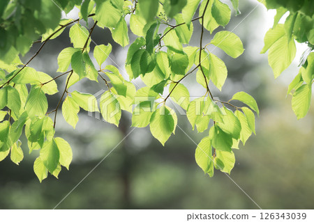 Beautiful new green leaves with veins showing through the sunlight 126343039