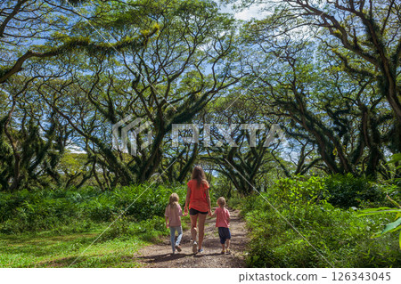 Family under green canopy in ancient forest. Woodland walk past giant trembesi trees with huge trunks at Jawatan Benculuk Banyuwangi. Traveling with kids on summer vacation in Jawa island, Indonesia 126343045