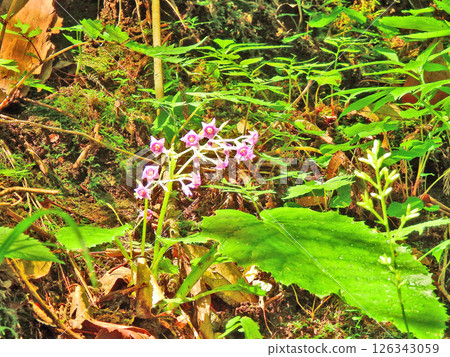 野生植物岩石繡線菊的深紅色紫色花朵 126343059