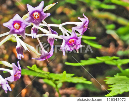 A purple-red wildflower called Zatonia sieboldii that blooms on rocky mountain areas A purple-red wildflower called Zatonia sieboldii that blooms on rocky mountain areas 126343072