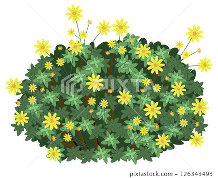 Vibrant Yellow Flowers in Lush Green Foliage Vibrant Yellow Flowers in Lush Green Foliage 126343493
