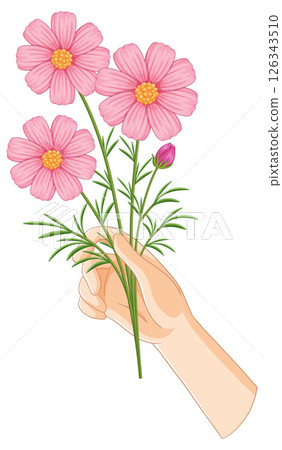 Hand Holding Pink Cosmos Flowers Illustration 126343510