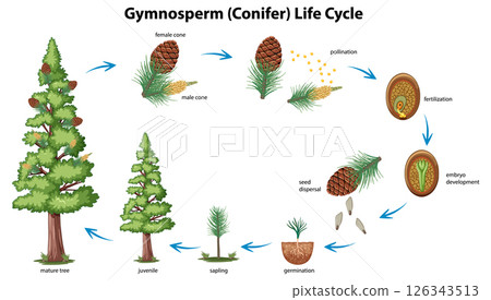 Gymnosperm Life Cycle Illustration Gymnosperm Life Cycle Illustration 126343513