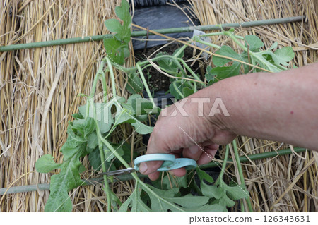 西瓜配料 126343631