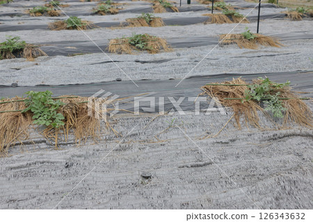 西瓜配料 126343632