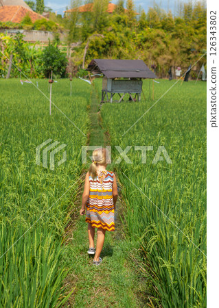 Nature walk in green rice terrace. Little kid trekking by path with beautiful view of Balinese traditional fields. Travel adventure with child, family vacation in Bali, Indonesia Nature walk in green rice terrace. Little kid trekking by path with beautiful view of Balinese traditional fields. Travel adventure with child, family vacation in Bali, Indonesia 126343802
