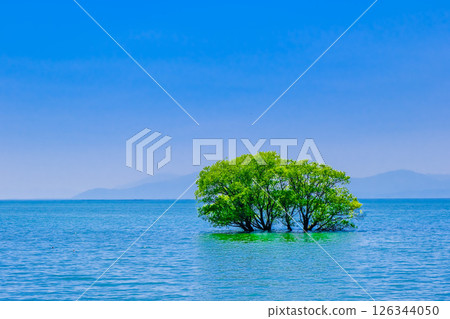 The submerged forest of Lake Biwa, where fresh greenery shines 126344050